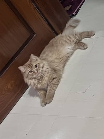 Persian healthy Cat