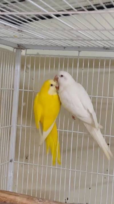 yellow n white monk dna pair