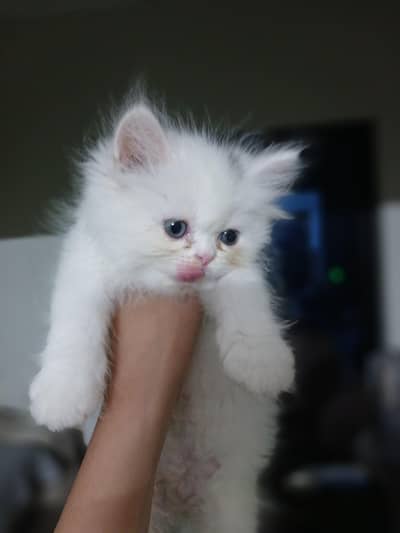 Persian kittens | Ragdoll kittens | piki face | cat | kittens