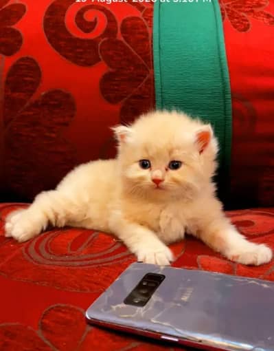 Persian Baby cat for sale