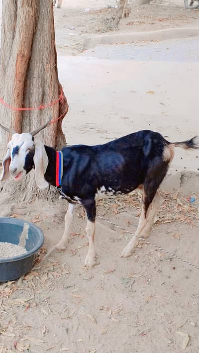Tapri Female For Sell: 0302-2709429.