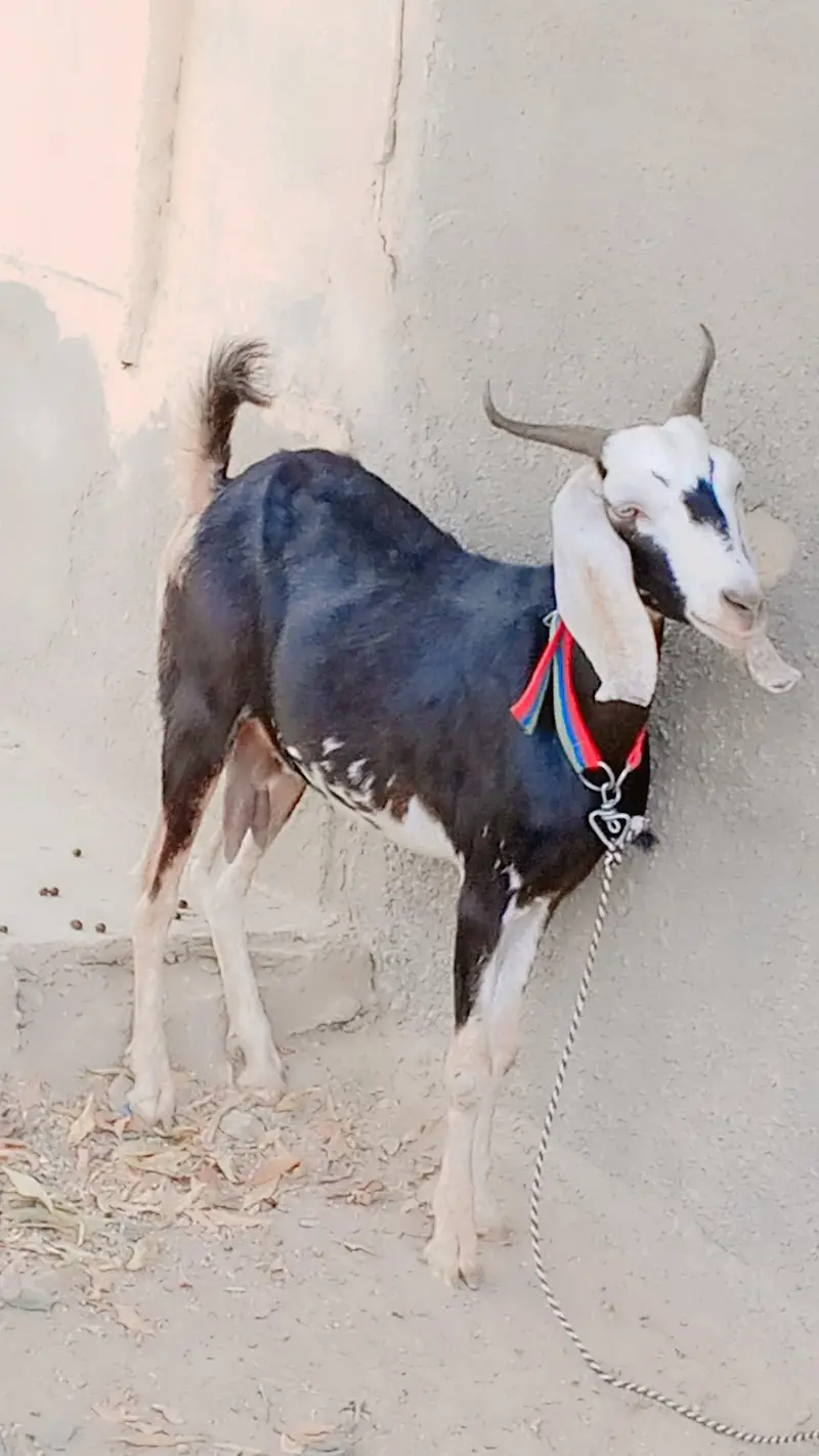 Tapri Female For Sell: 0302-2709429. — photo 2