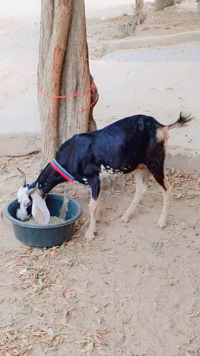 Tapri Female For Sell: 0302-2709429. — photo 3