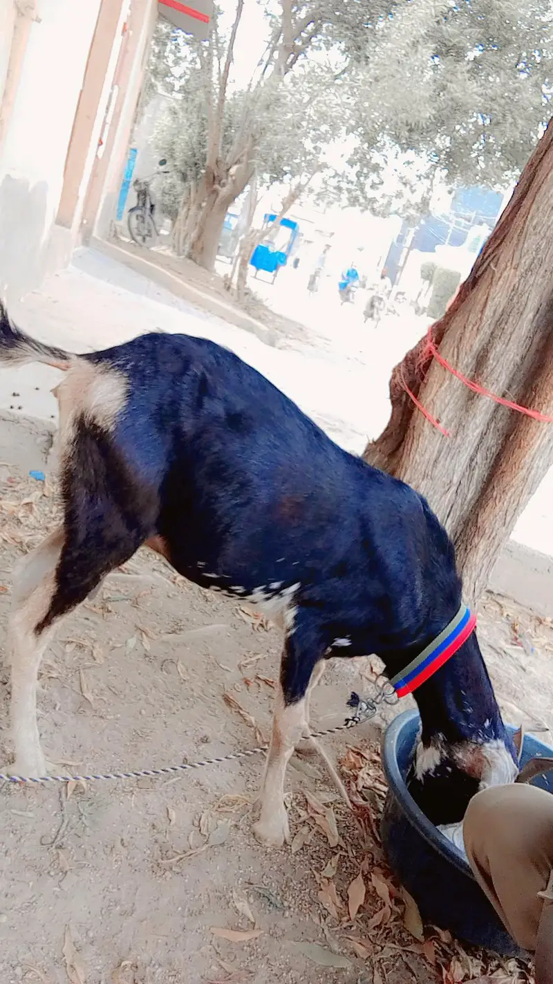 Tapri Female For Sell: 0302-2709429. — photo 4