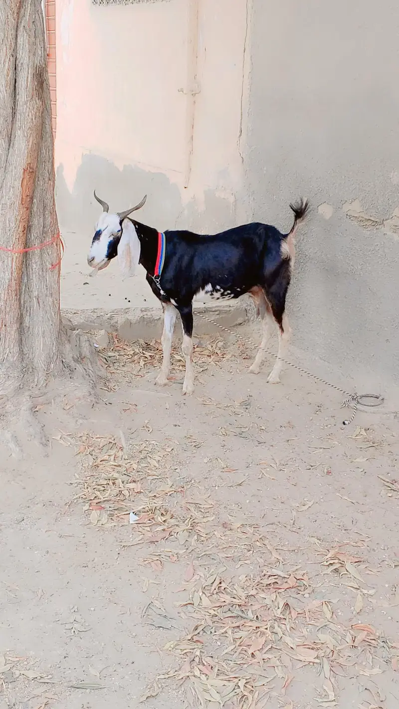 Tapri Female For Sell: 0302-2709429. — photo 5