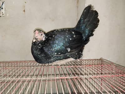 female hen for sale