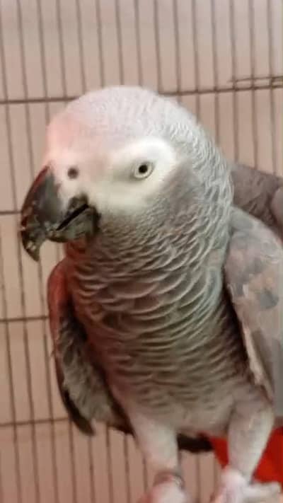 African Gray pair for sale 400k
