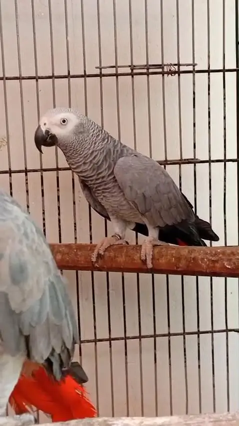 African Gray pair for sale 400k — photo 2