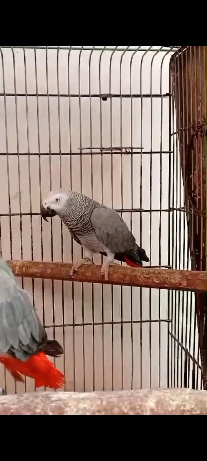 African Gray pair for sale 400k — photo 3