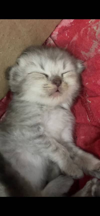Pure persian cats
