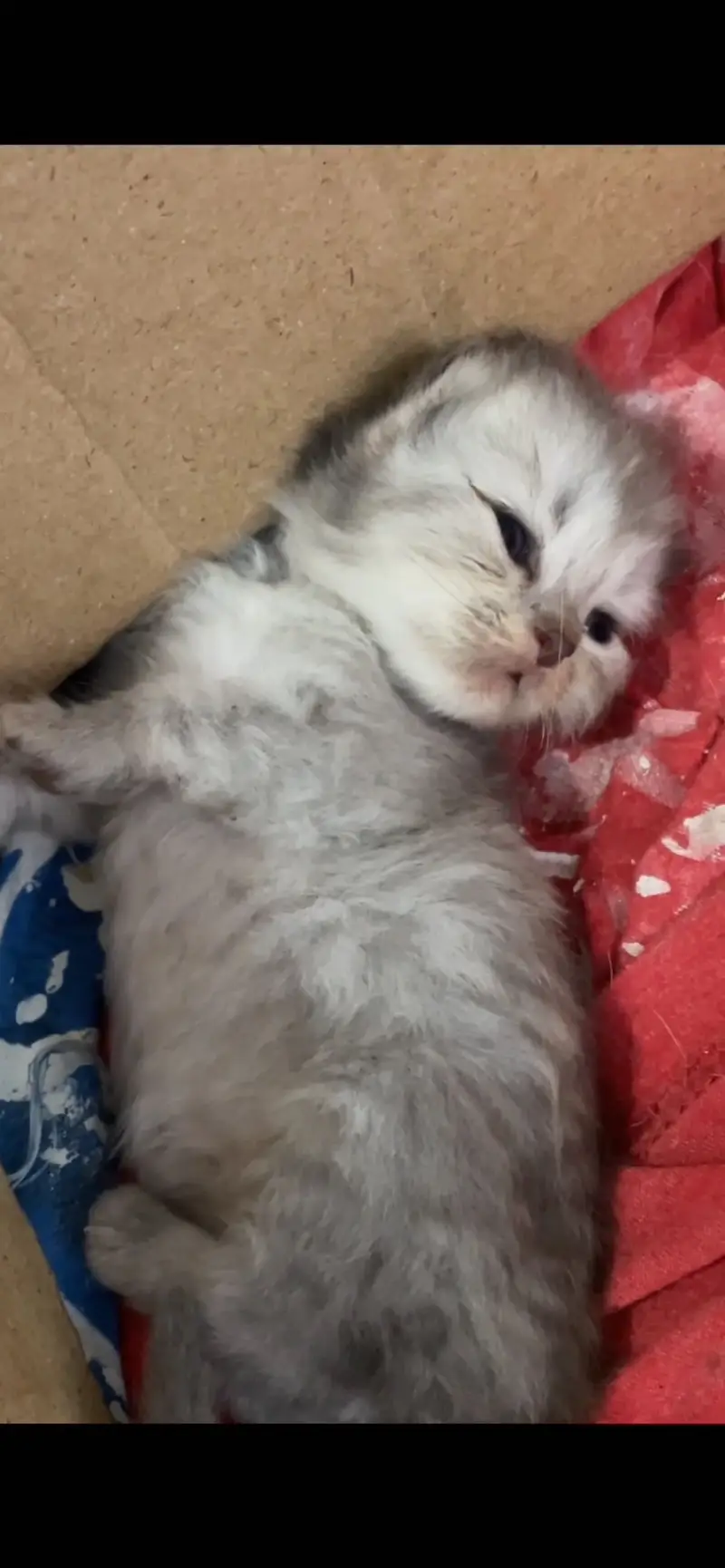 Pure persian cats — photo 2