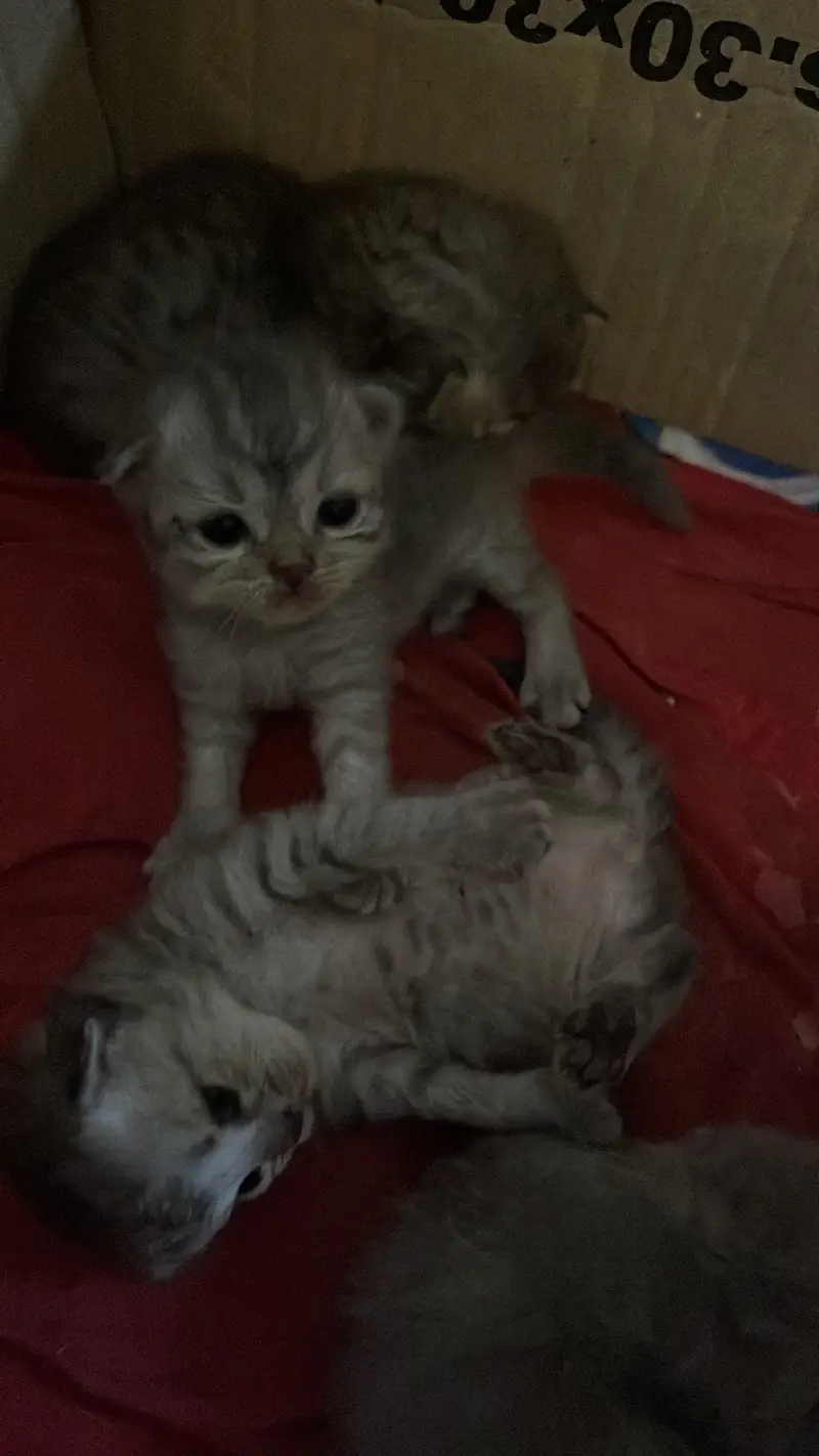 Pure persian cats — photo 3