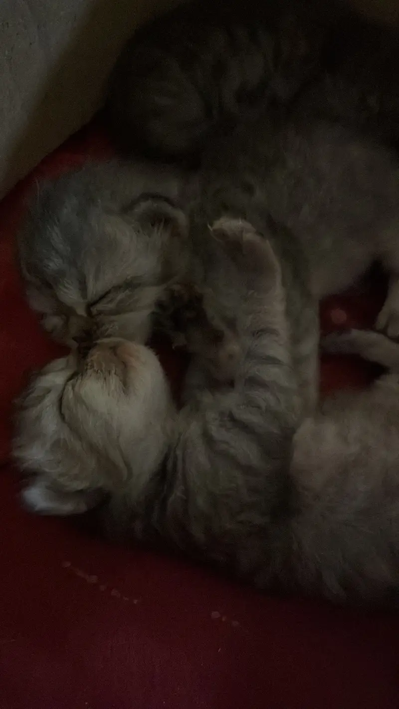 Pure persian cats — photo 4