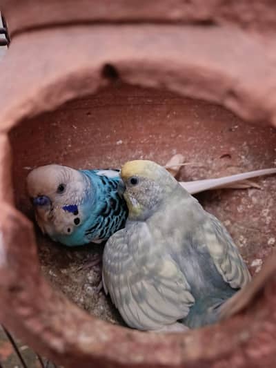 Beautiful Rainbow pair , Budgeries For sale