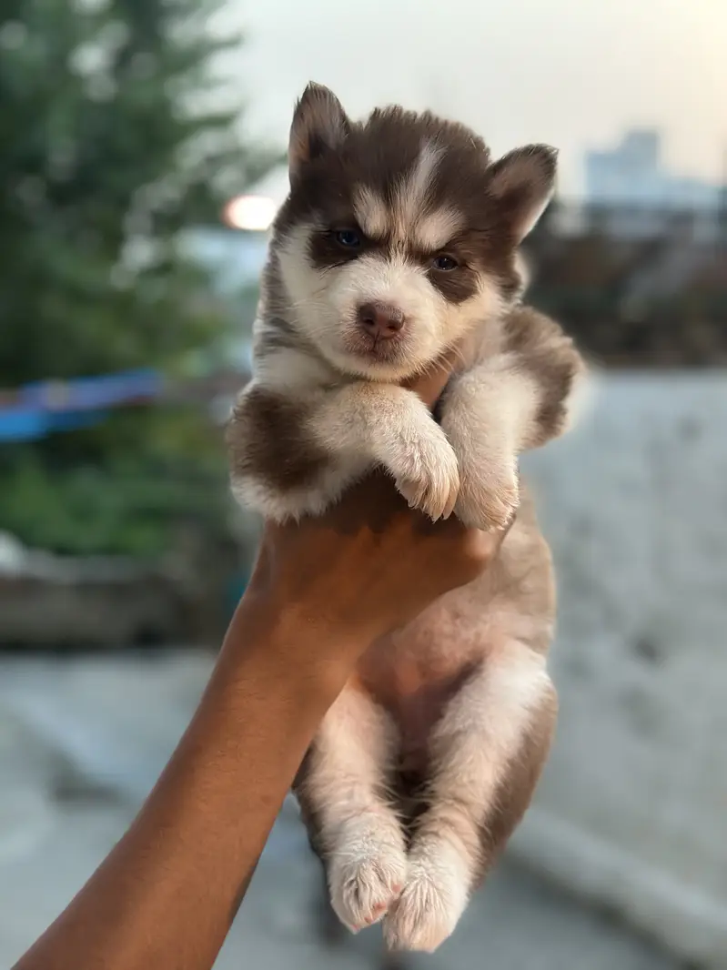 Top quality wolly coat Siberian husky