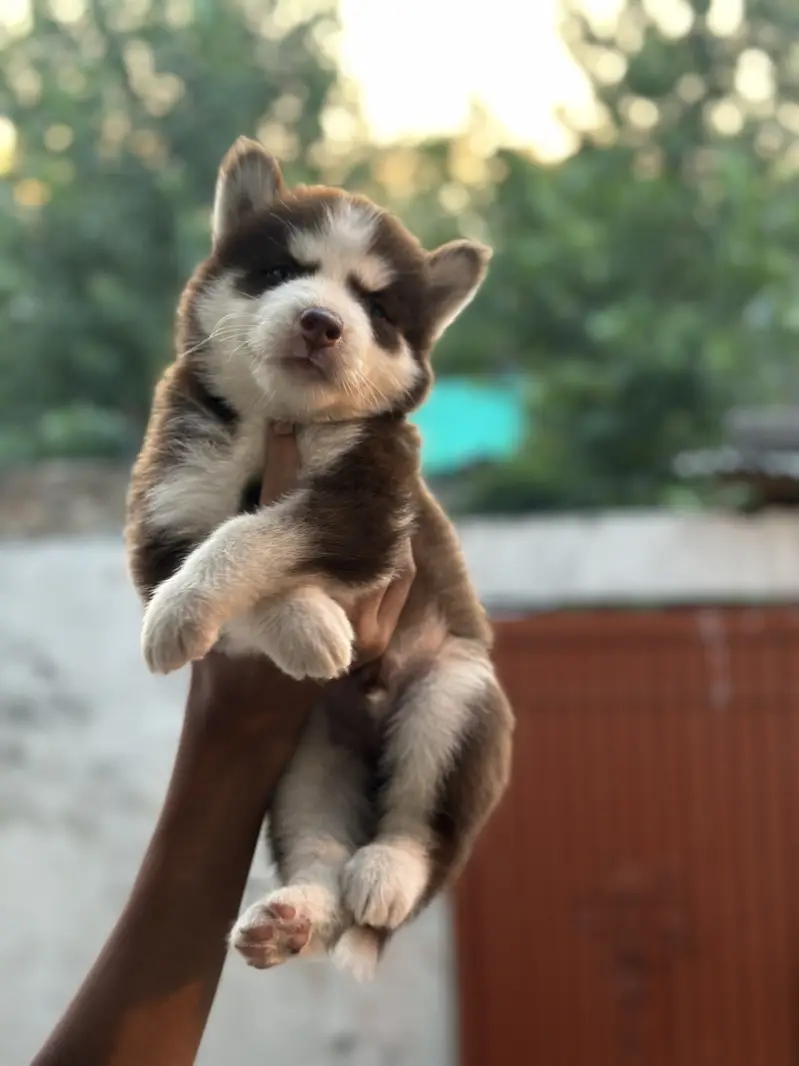 Top quality wolly coat Siberian husky — photo 2