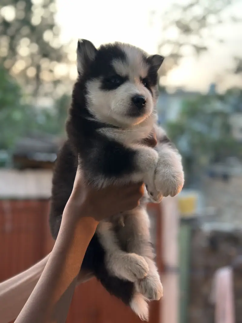 Top quality wolly coat Siberian husky — photo 3
