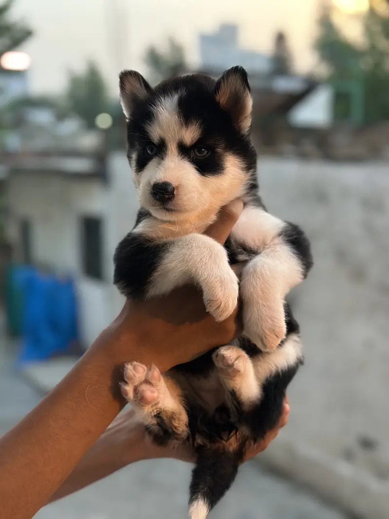 Top quality wolly coat Siberian husky — photo 4