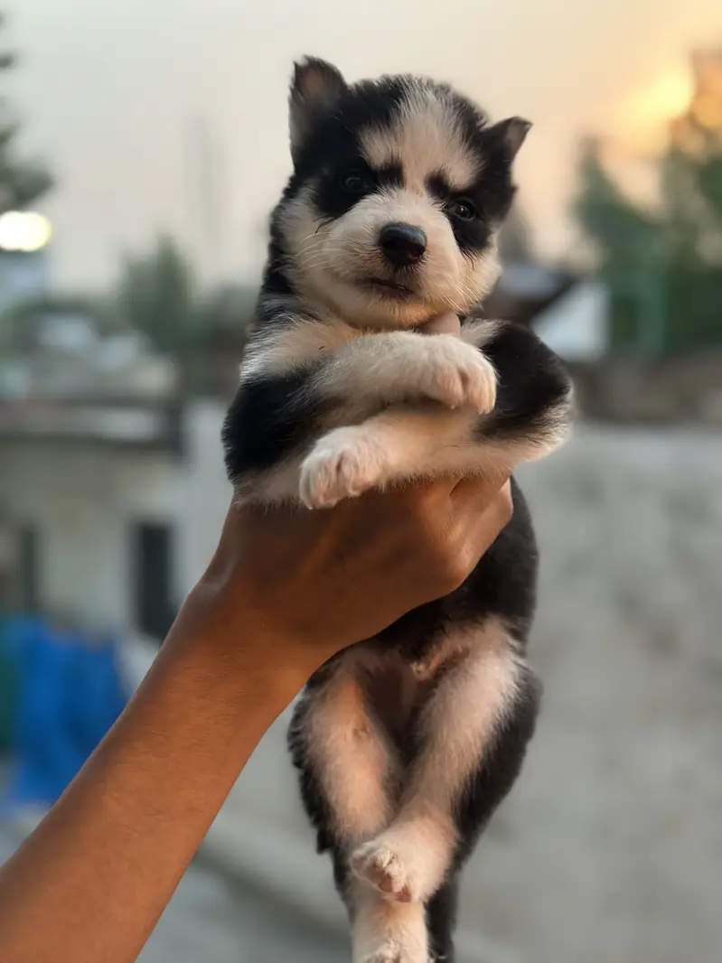 Top quality wolly coat Siberian husky — photo 5