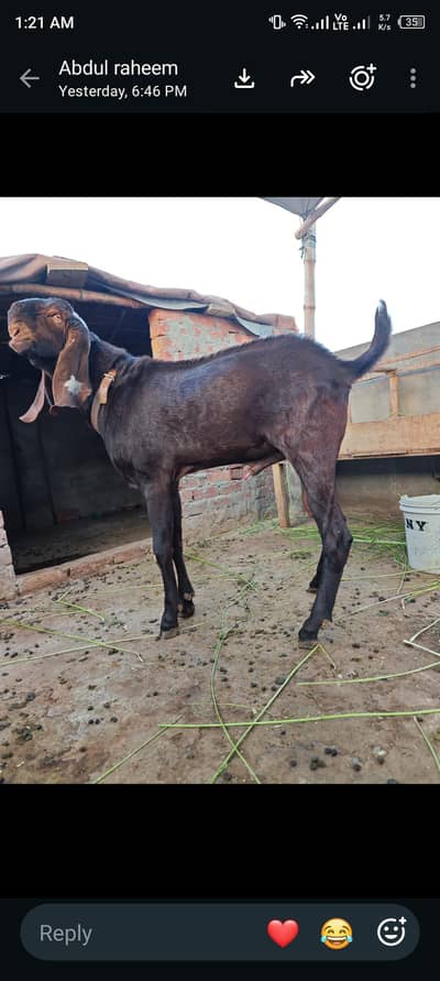 pure nagra beetal bakra