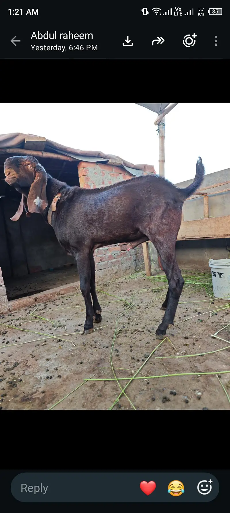 pure nagra beetal bakra