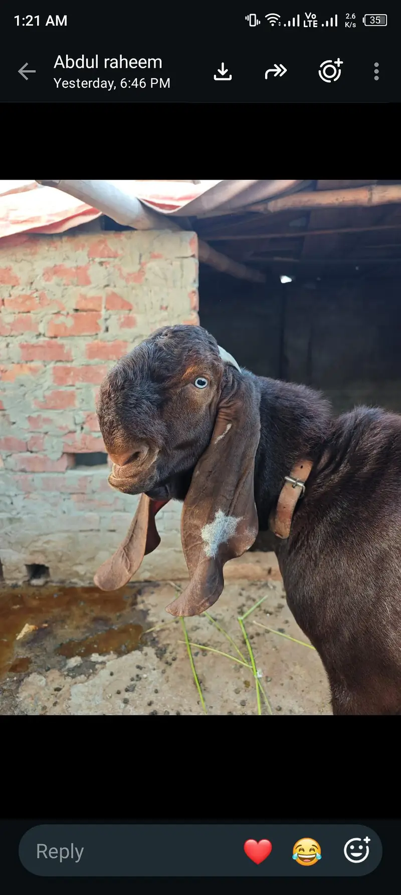 pure nagra beetal bakra — photo 2