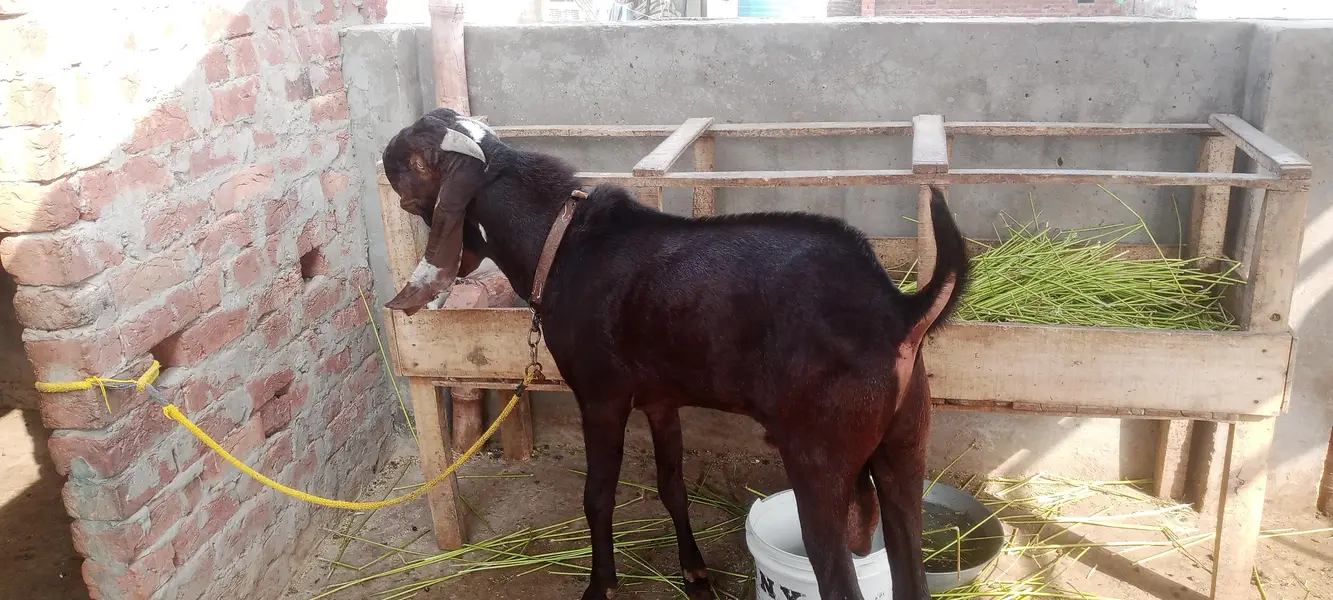 pure nagra beetal bakra — photo 3