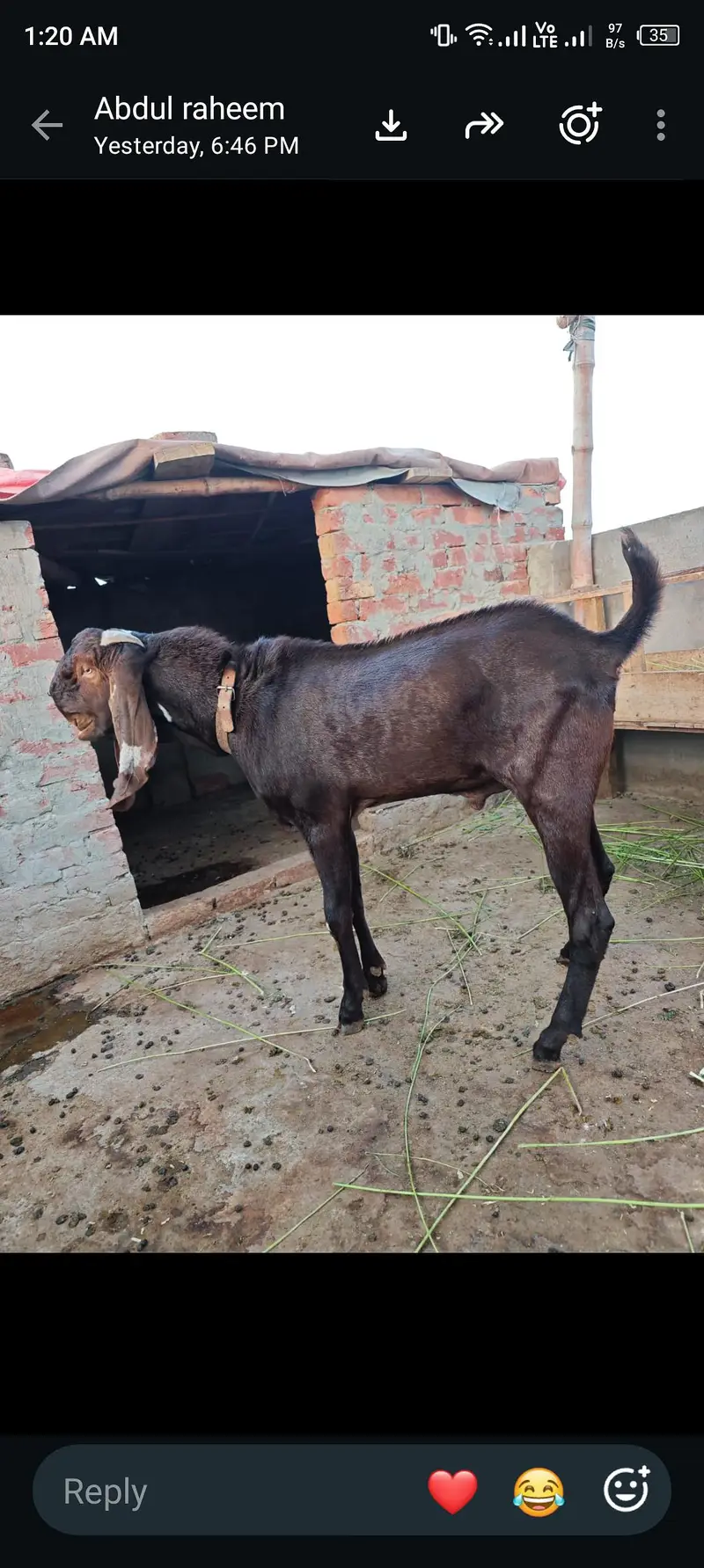 pure nagra beetal bakra — photo 4