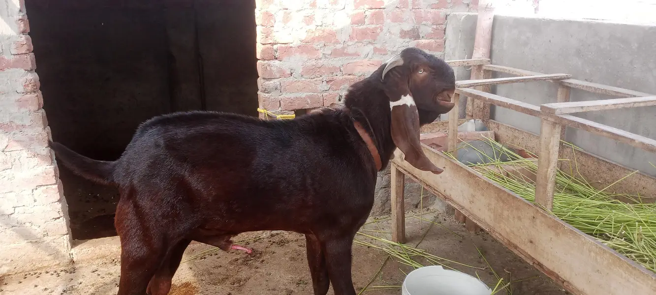 pure nagra beetal bakra — photo 5