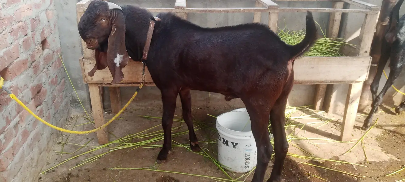 pure nagra beetal bakra — photo 6