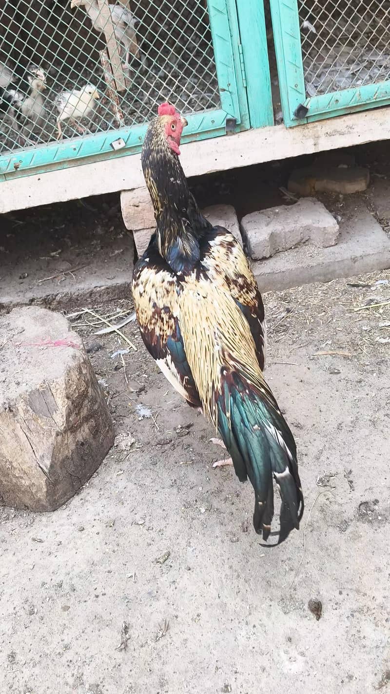 Java murga 10 month age 1
