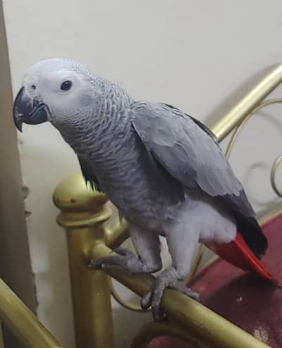 Grey Parrot Chick