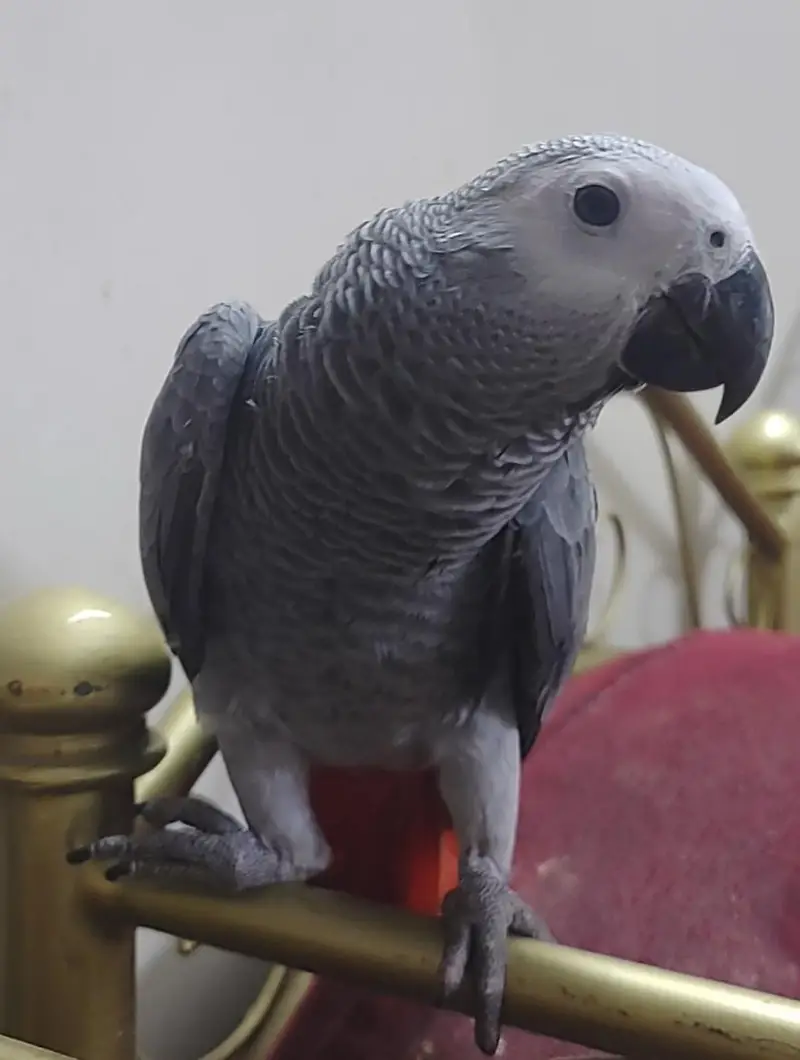 Grey Parrot Chick — photo 2
