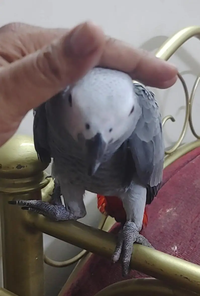Grey Parrot Chick — photo 3