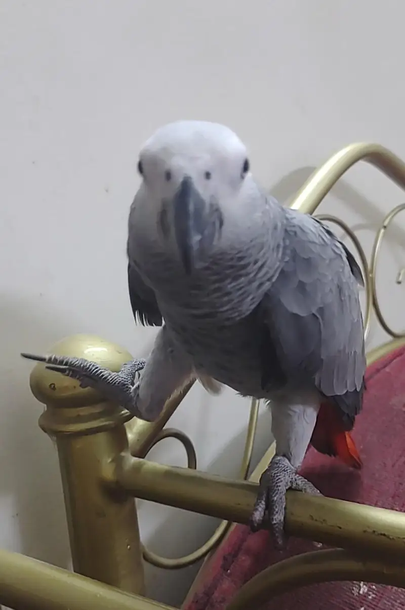 Grey Parrot Chick — photo 4