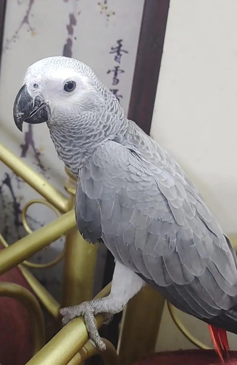 Grey Parrot Chick — photo 5