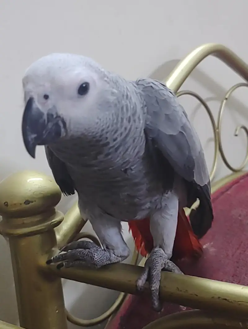 Grey Parrot Chick — photo 6