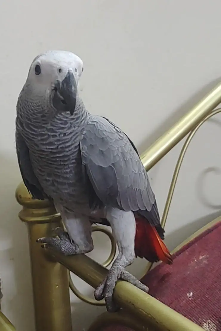 Grey Parrot Chick — photo 7