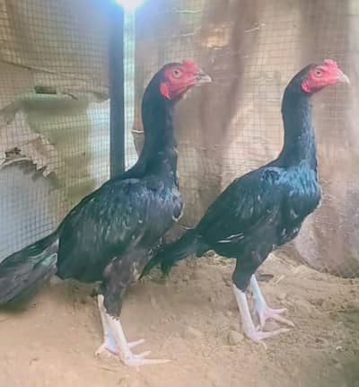Muskha Aseel patha for sale high qualty chez ha