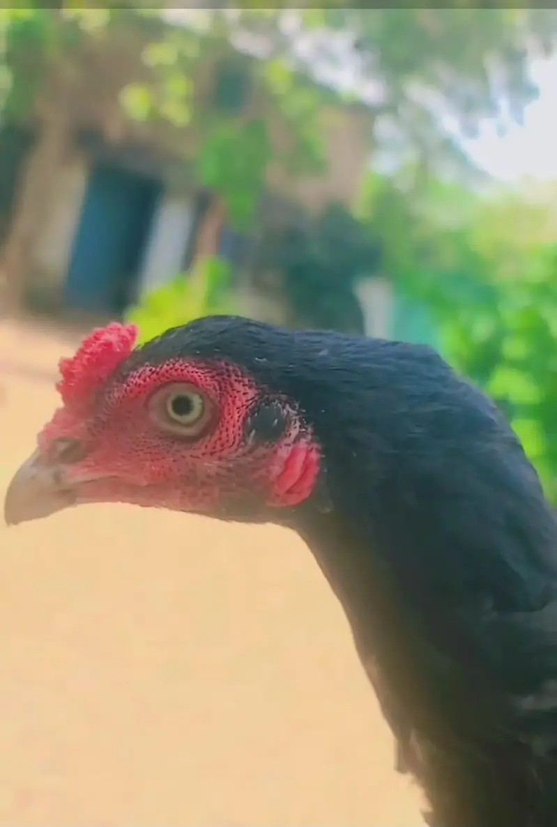 Muskha Aseel patha for sale high qualty chez ha — photo 4