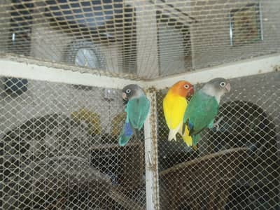 Lovebirds Cocktail common white Red eyes