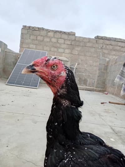 kurak lassani aseel