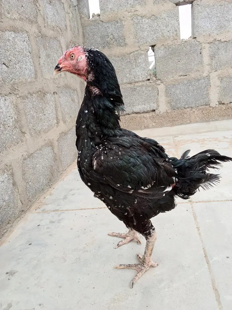 kurak lassani aseel — photo 3