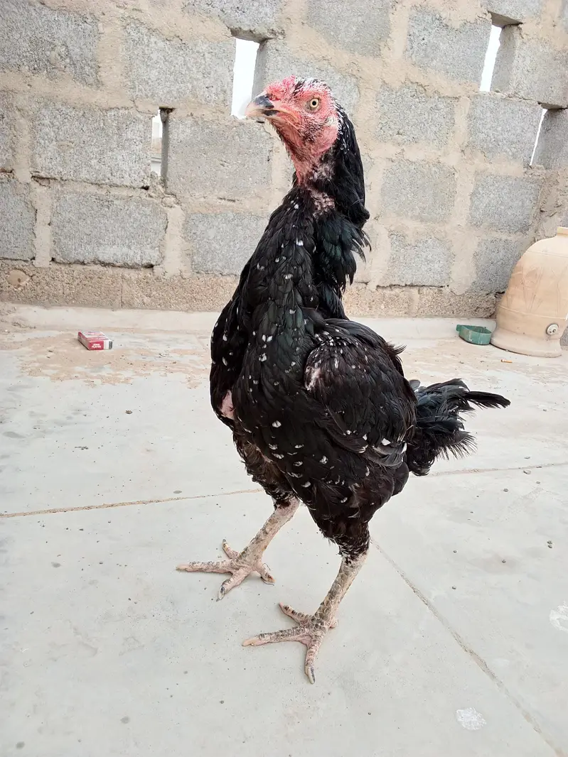 kurak lassani aseel — photo 4