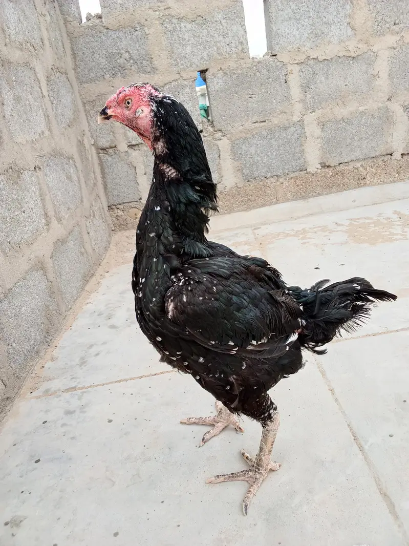 kurak lassani aseel — photo 5