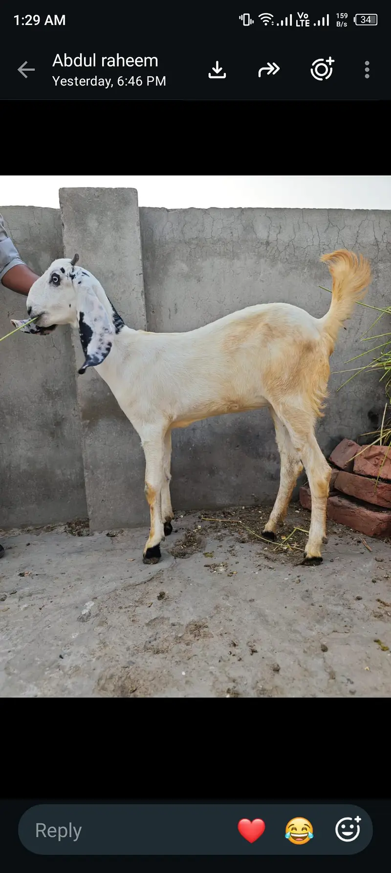 pure nagra beetal bakra — photo 7