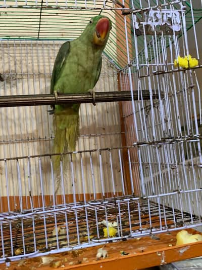 raw parrot handtame urgent sale