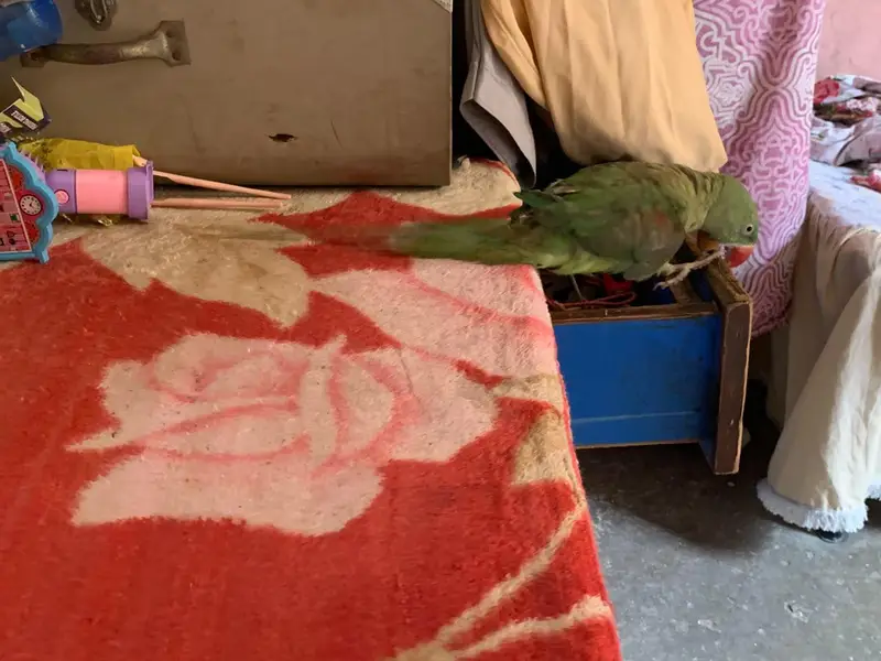 raw parrot handtame urgent sale — photo 2