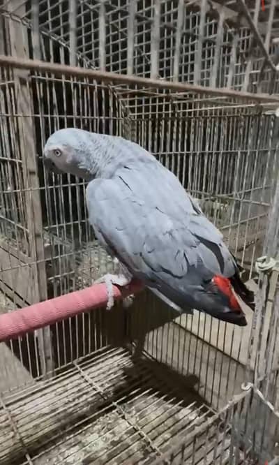 grey paroot female /03152248124