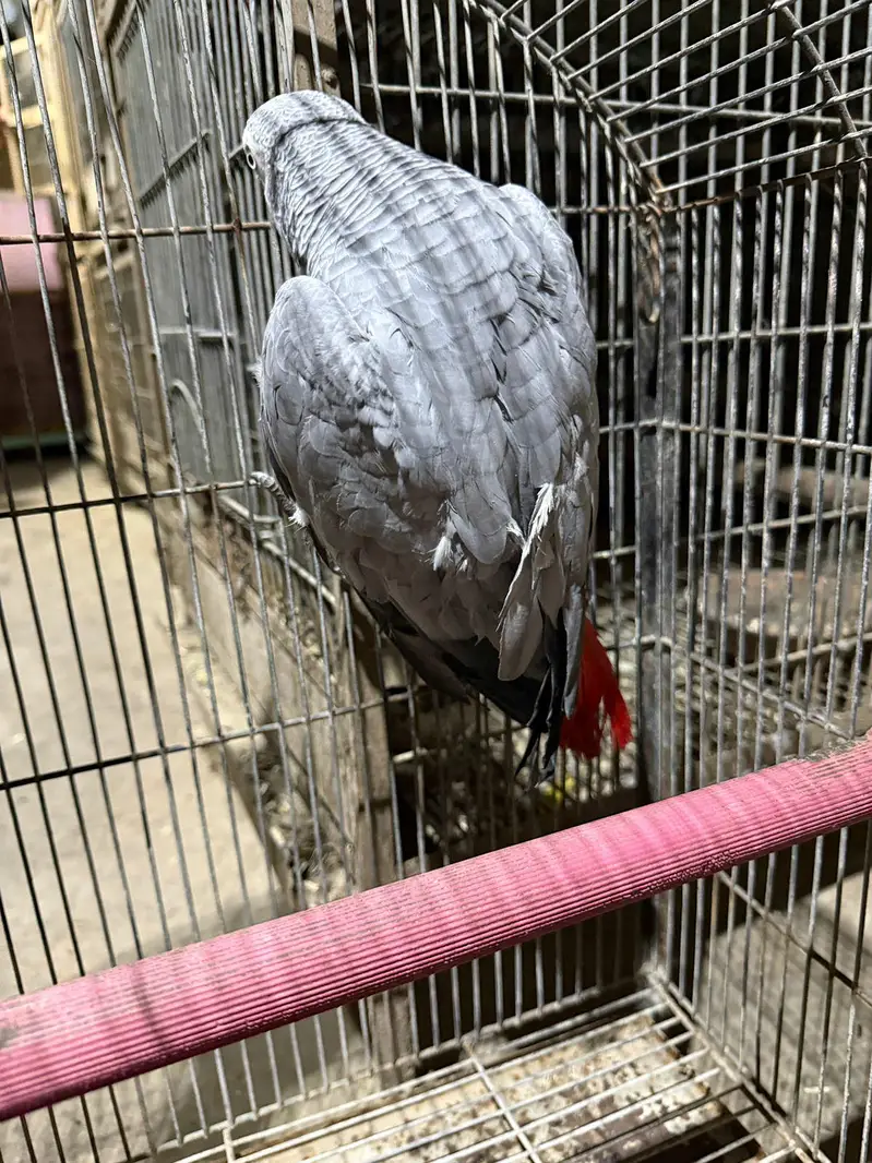grey paroot female /03152248124 — photo 2